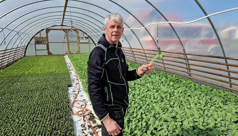 Blómkálsframleiðandi hrökklast úr greininni