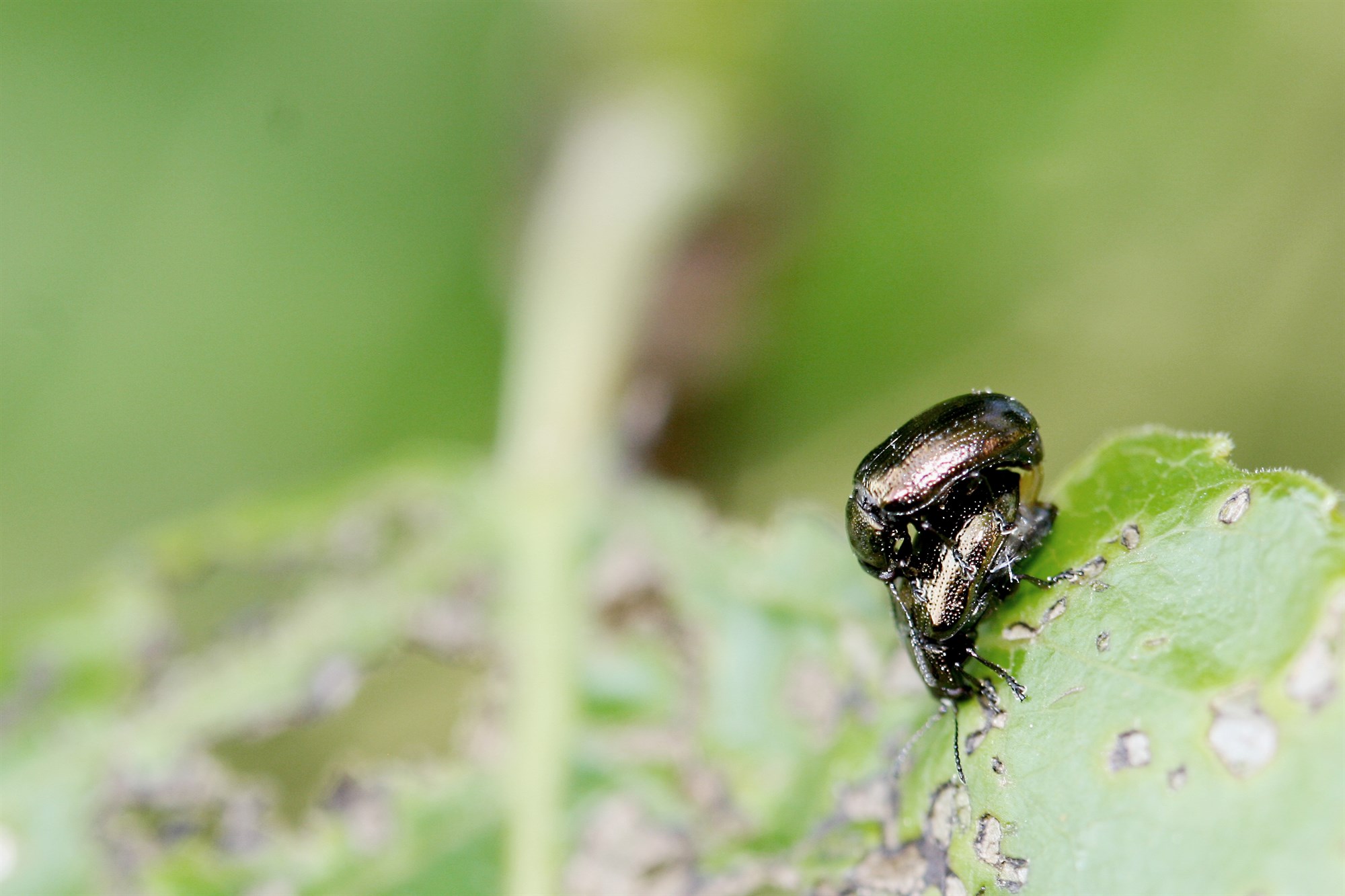 Meindýr í skógum og görðum