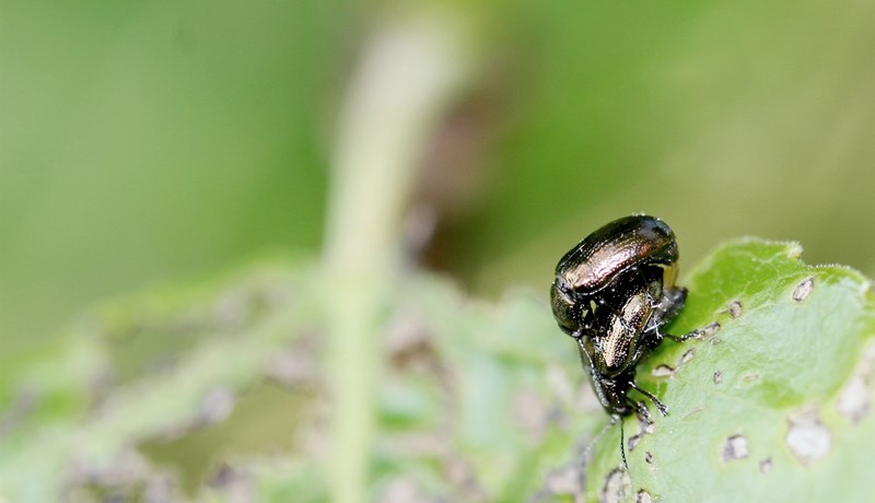 Meindýr í skógum og görðum