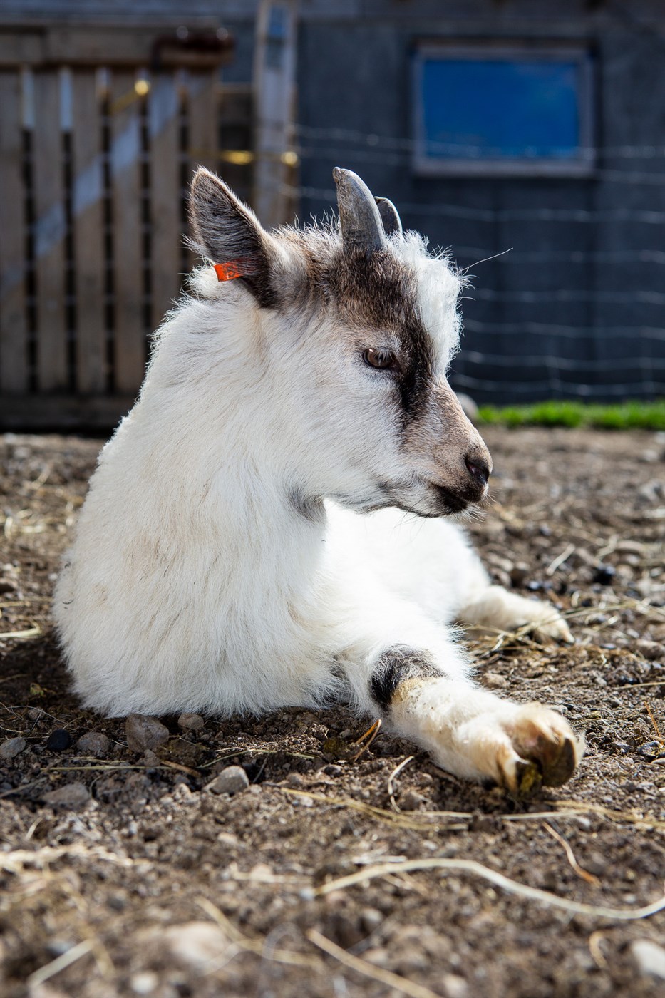 Er geitin með í framtíðinni?