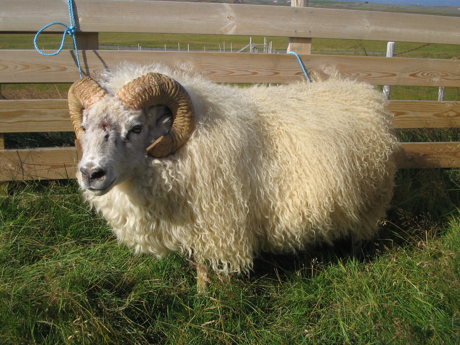 Fleiri riðutilfelli á Tröllaskaga