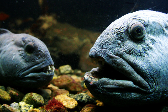 Tannlaus steinbítur