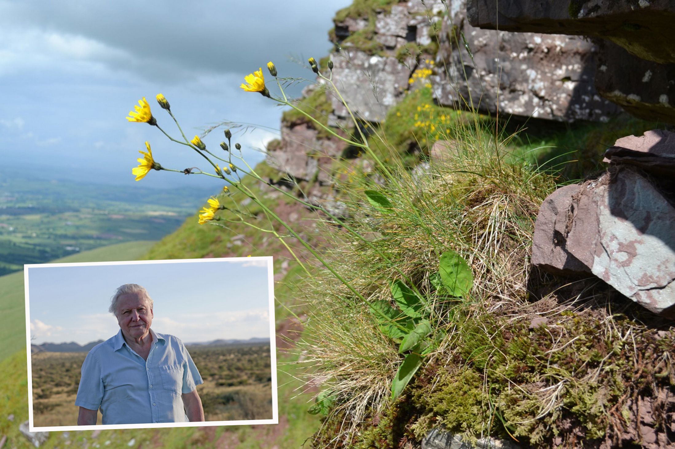 Undafífill nefndur eftir David Attenborough