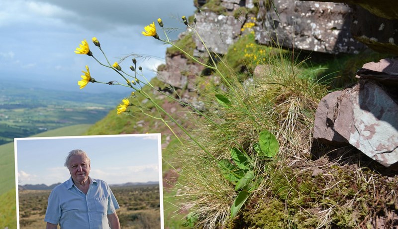 Undafífill nefndur eftir David Attenborough