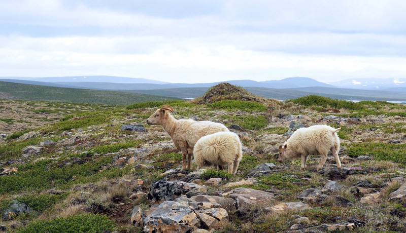 Ræða uppbætur á sauðfjárinnlegg á næsta stjórnarfundi