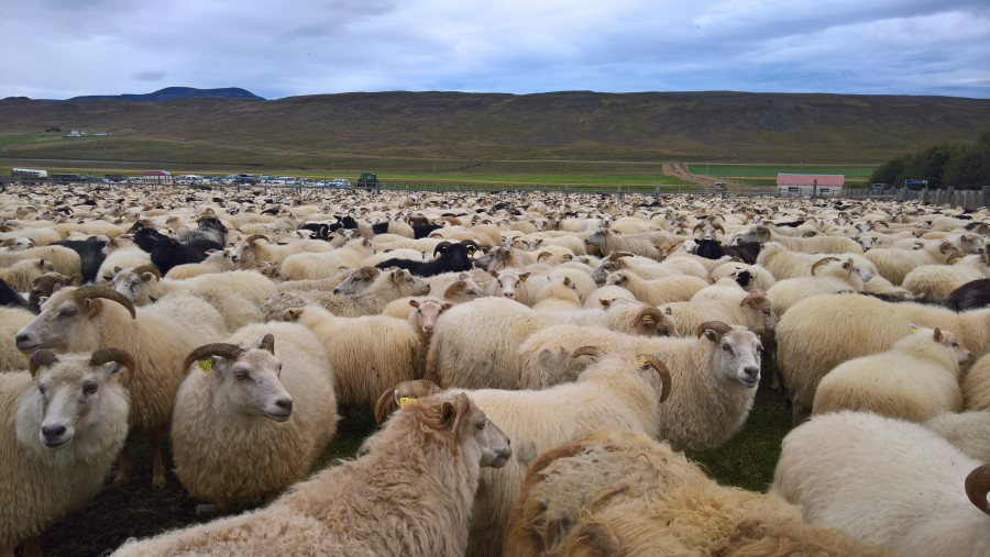 Undanþágur veittar frá fjöldatakmörkunum vegna réttastarfa í Austur-Húnavatnssýslu