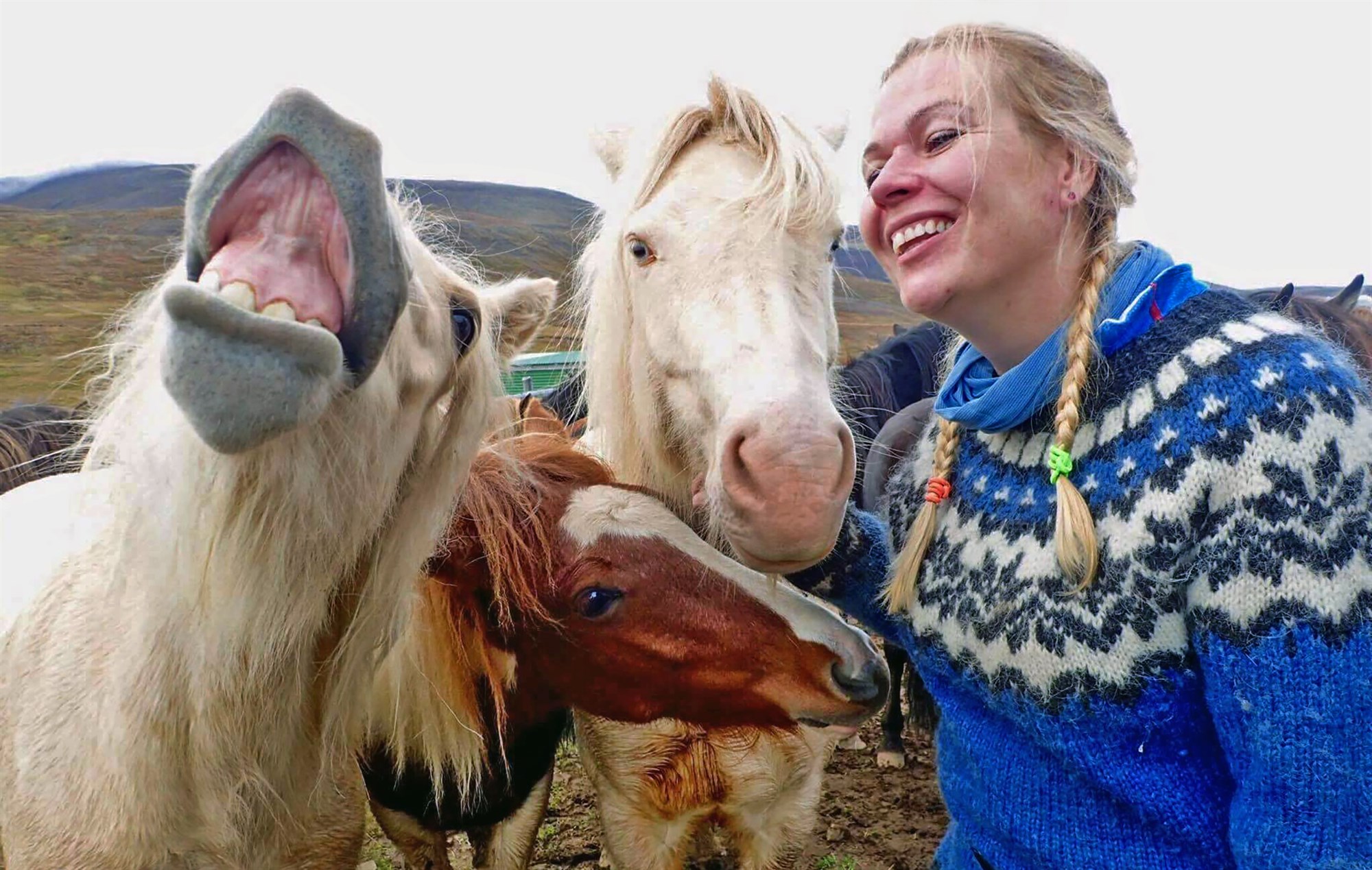 Gefur út lita- og verkefnabók um líkama hestsins