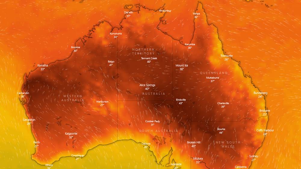 Búfé lógað vegna hita