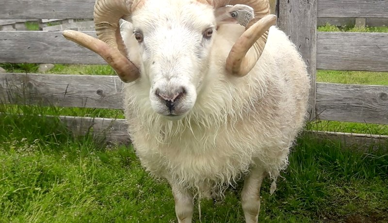 Ekki enn verið formlega skorið úr um vernd T137