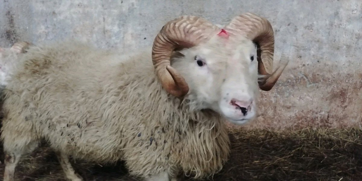 Fimm ARR-ær bættust við á Þernunesi og átta T137-gripir á Árskógsströnd