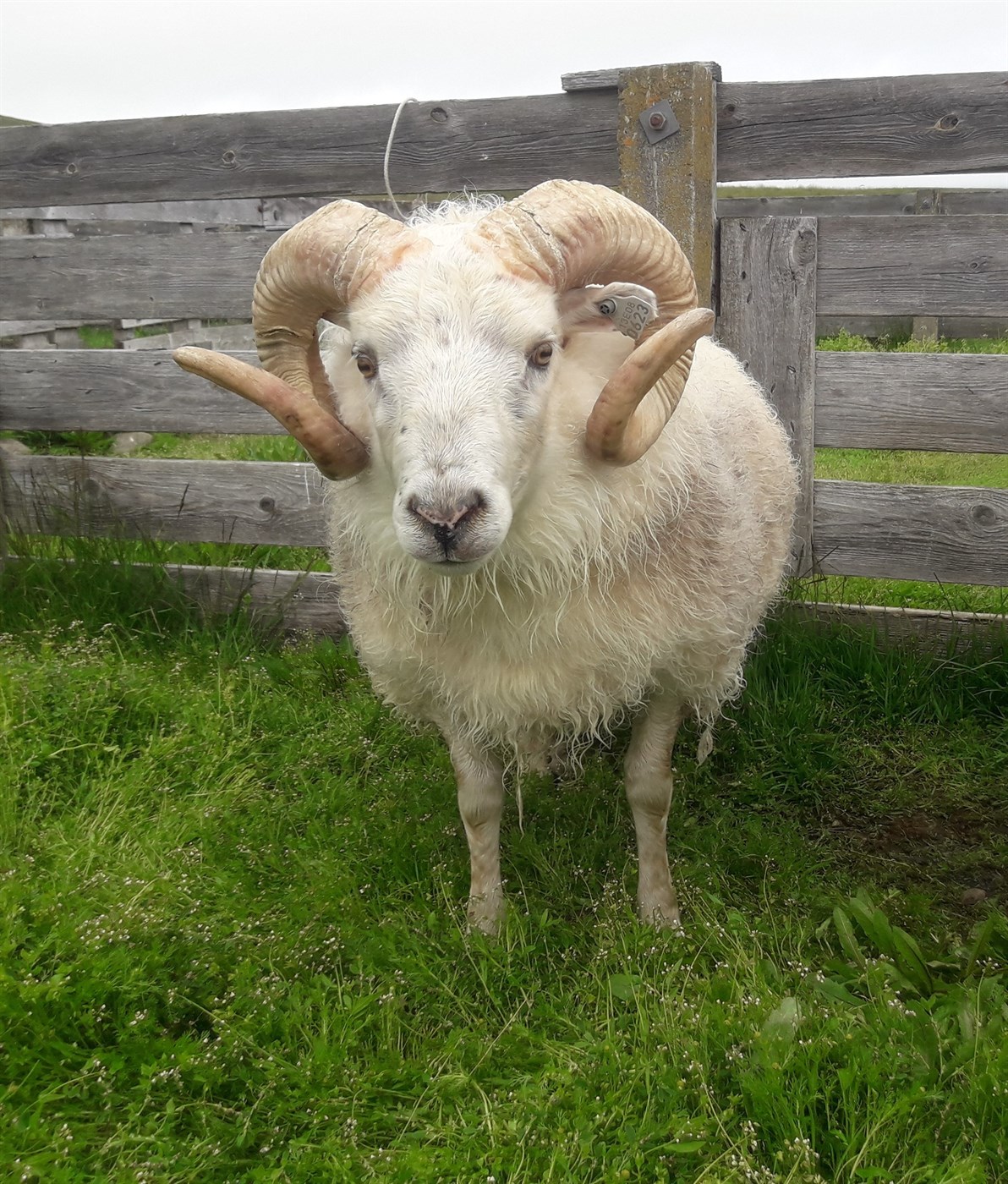 Fyrsta skrefið í átt að ræktun á riðuþolnum stofni