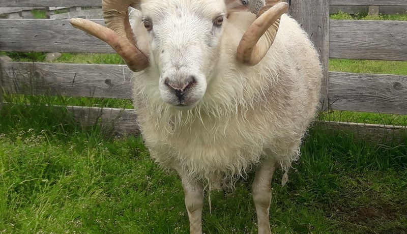 Um ræktun gegn riðu
