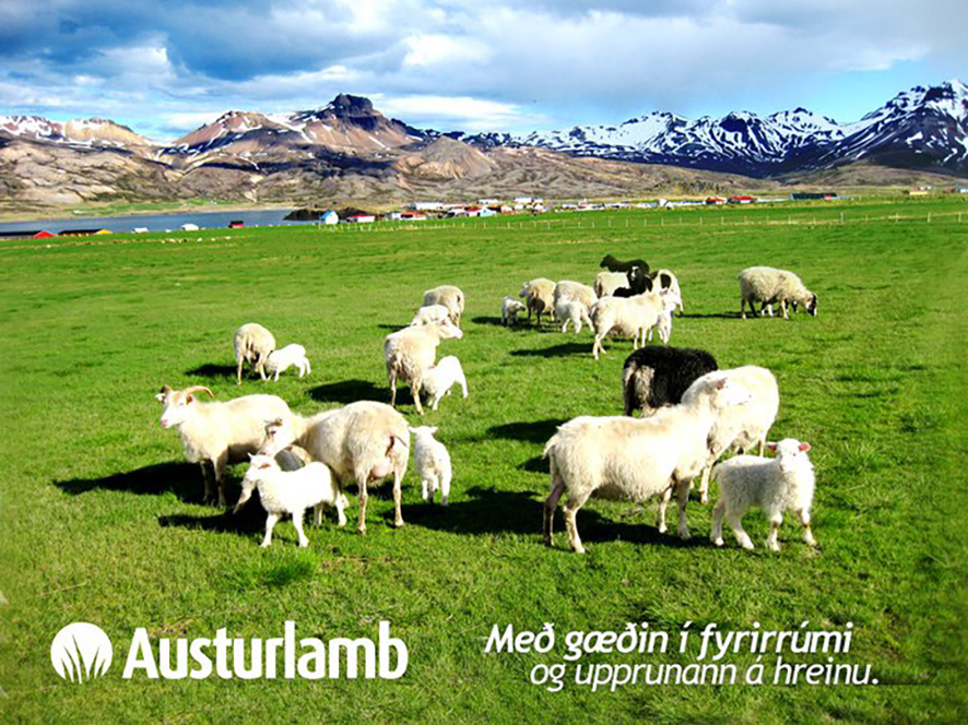 Austurlamb á undan sinni samtíð