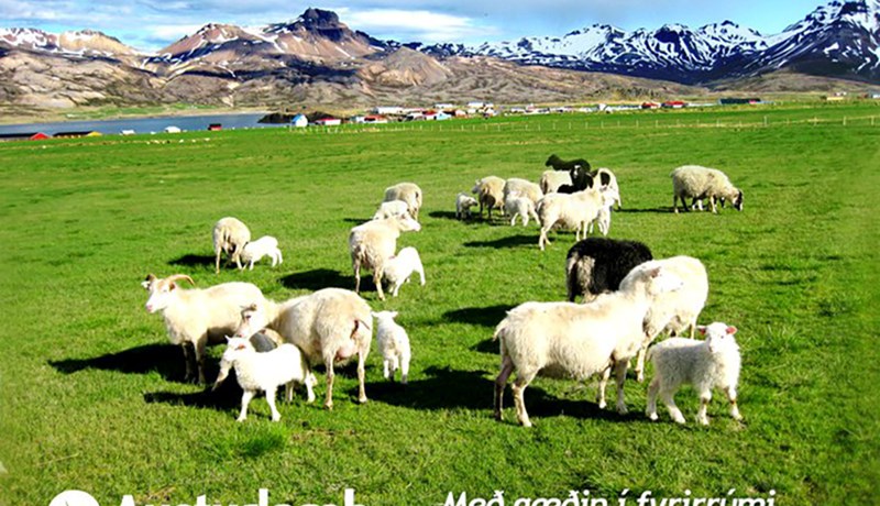 Austurlamb á undan sinni samtíð