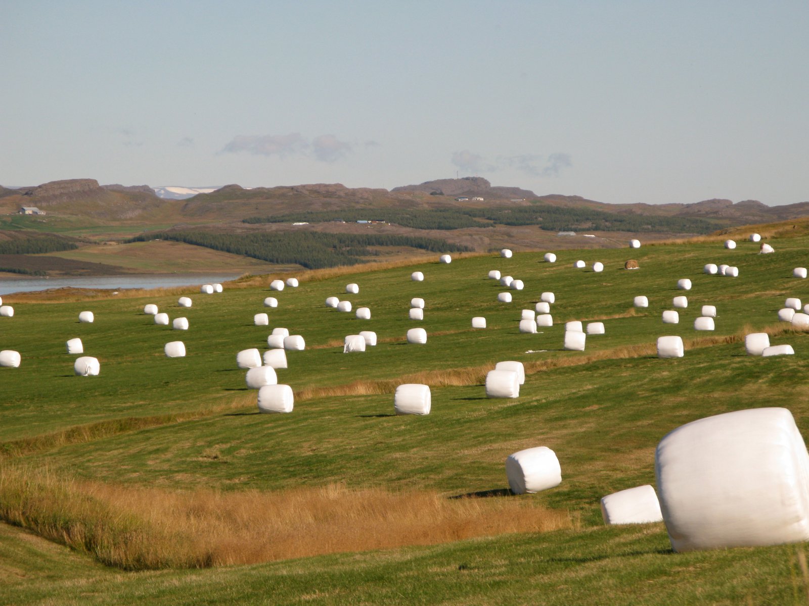 MAST segir að næringarskortur hafi valdið sauðfjárdauðanum árið 2015