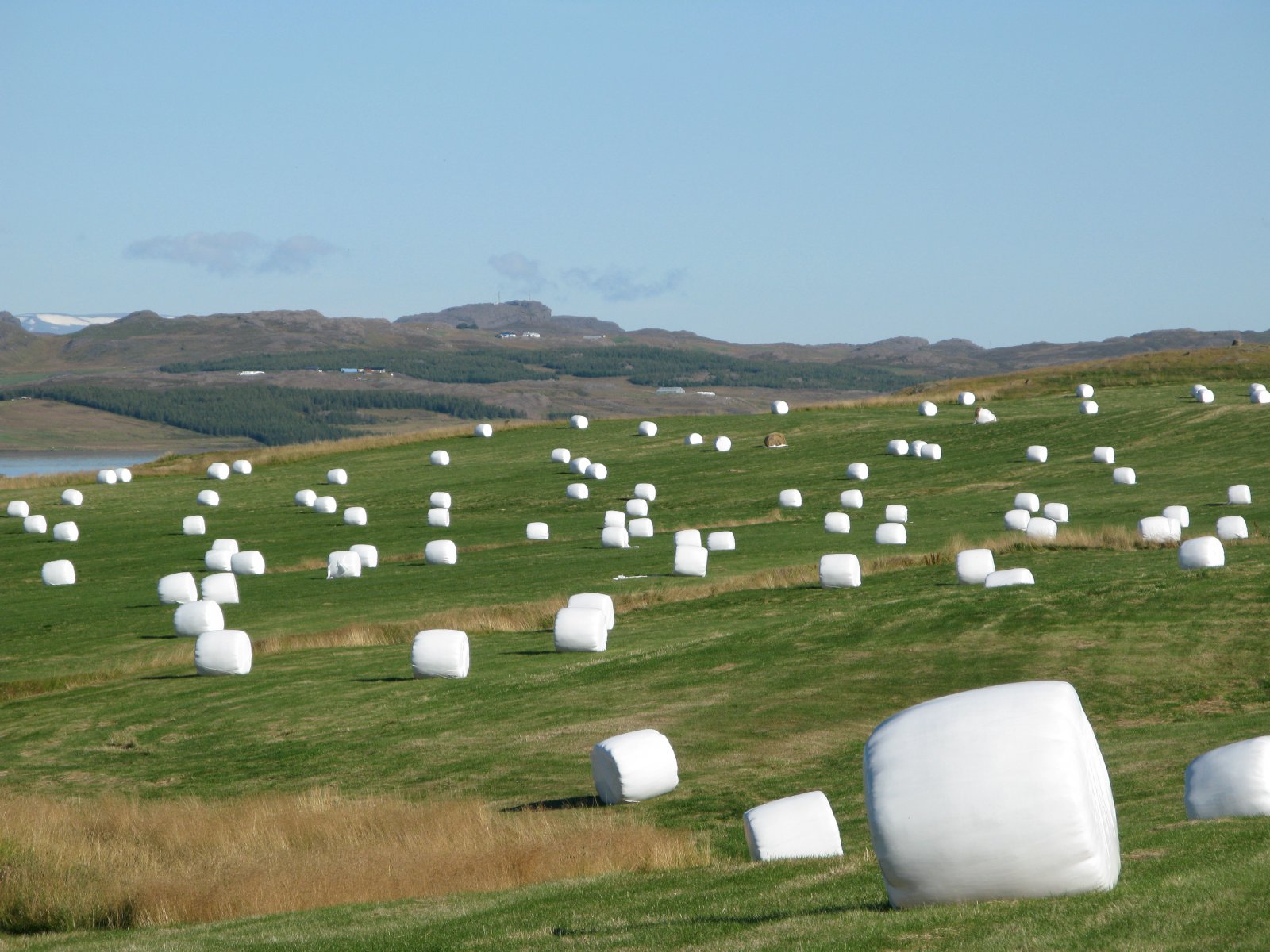 Heyskapur hefst allt að þremur vikum síðar vegna kulda í vor