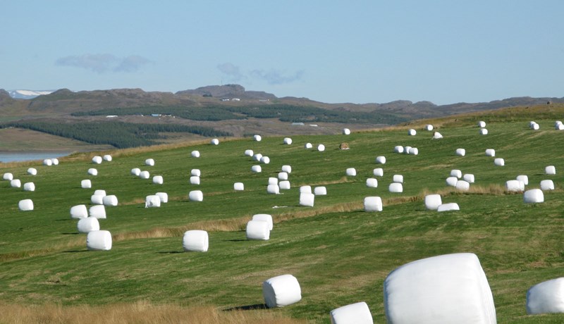 Heyskapur hefst allt að þremur vikum síðar vegna kulda í vor