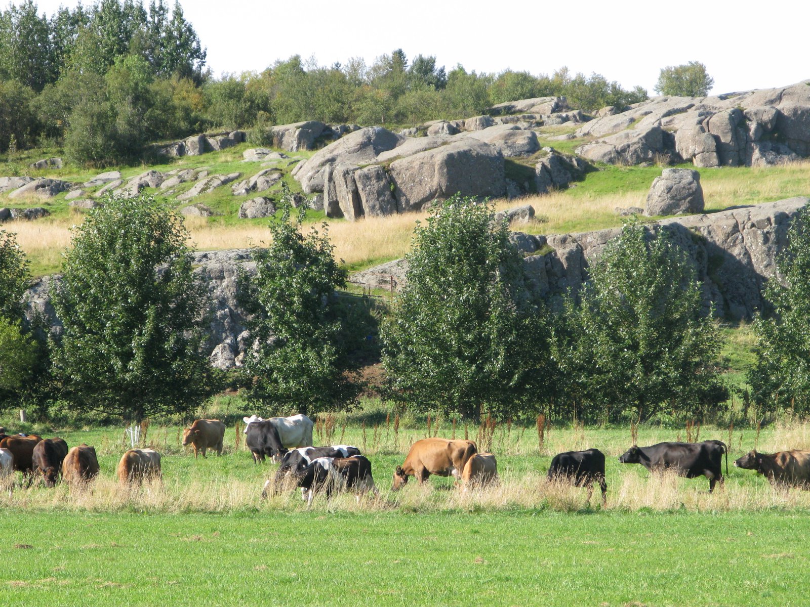 „Þetta er skelfilegt“