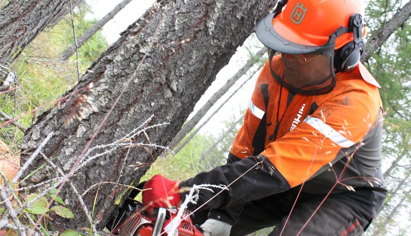 Nýtanlegt magn af viði margfaldast fram til 2044