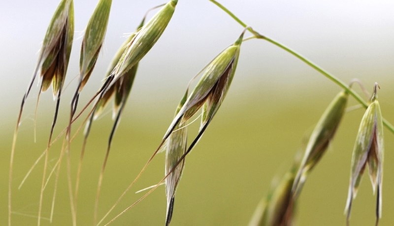 Hringlandi hafrabjöllur