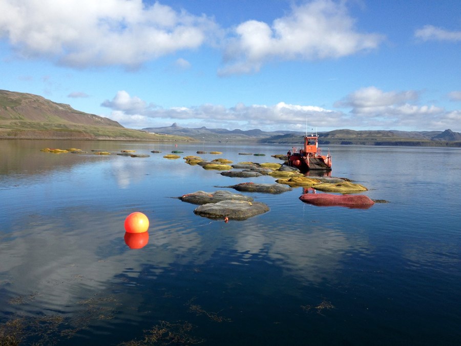 Þangskurður á Breiðafirði.