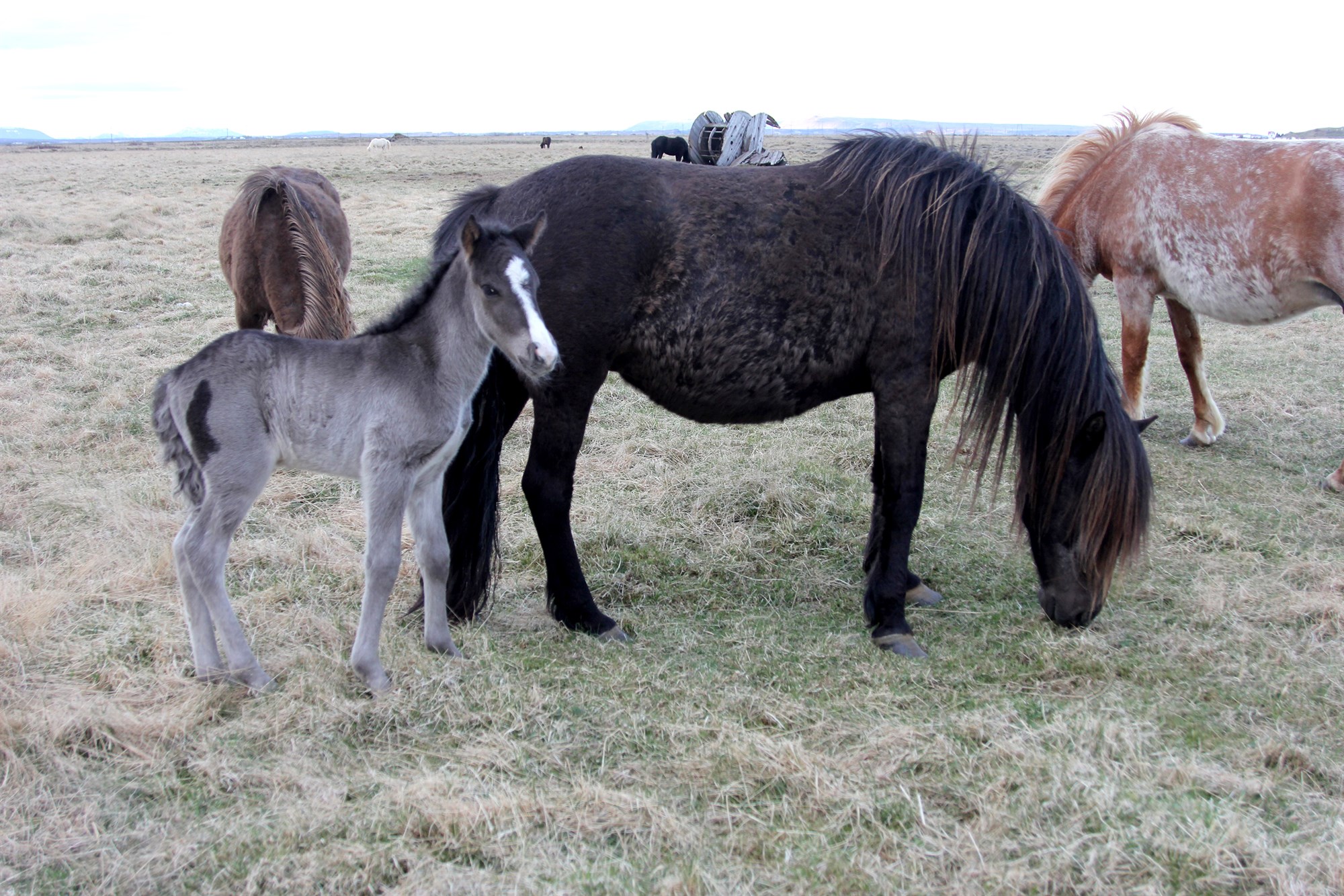 Litaflækjur – Þrílit hross og nautgripir