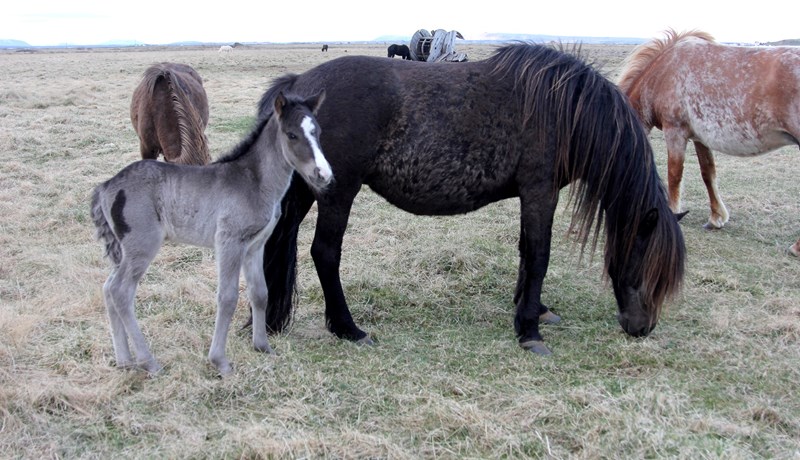 Litaflækjur – Þrílit hross og nautgripir