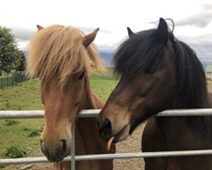 Erfitt að sætta ólík sjónarmið