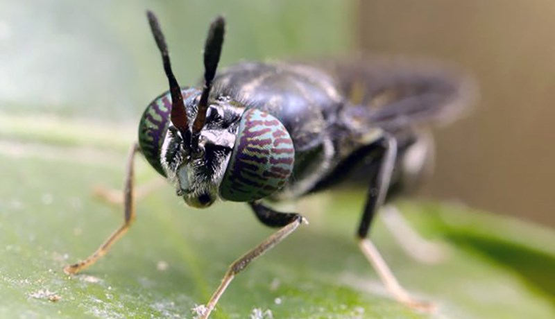 Verða skordýr í auknum mæli próteingjafi í fóðri?
