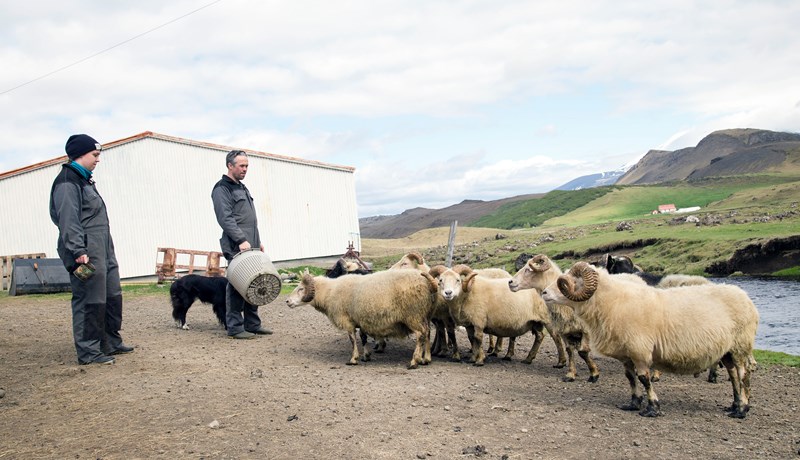 Skáld á tímatali bóndans