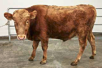 Ný reynd naut í Nautastöð BÍ