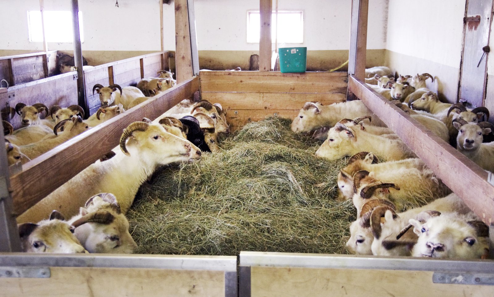 Gæti betri frjósemi ánna bætt afkomuna á þínu búi?