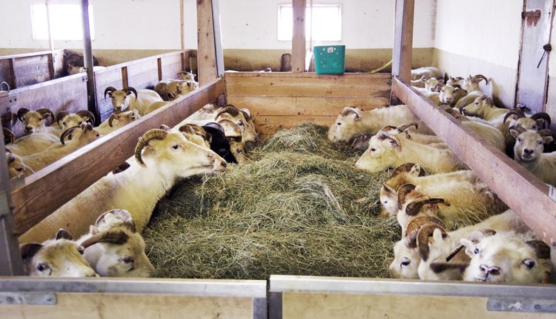 Fjárfestingastuðningur í sauðfjárrækt vegna framkvæmda 2018