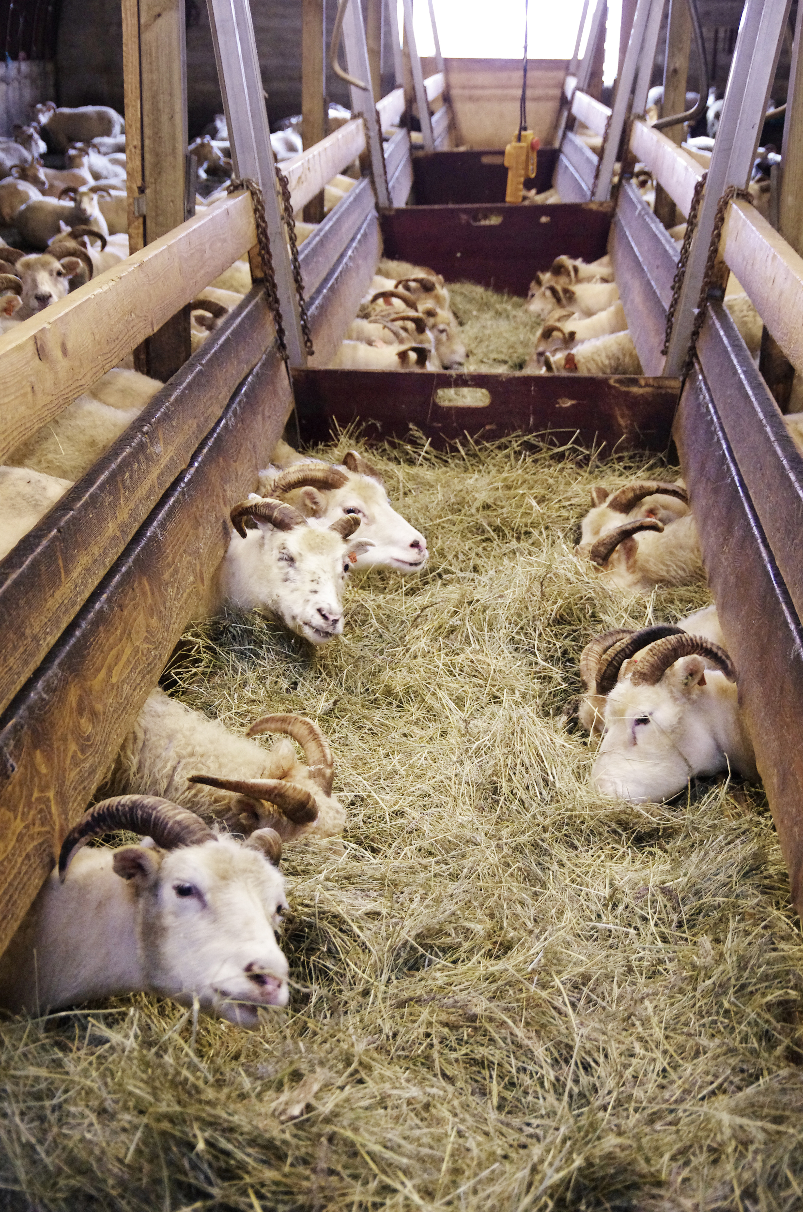 Rekstur sauðfjárbúa 2014–2017 - seinni hluti