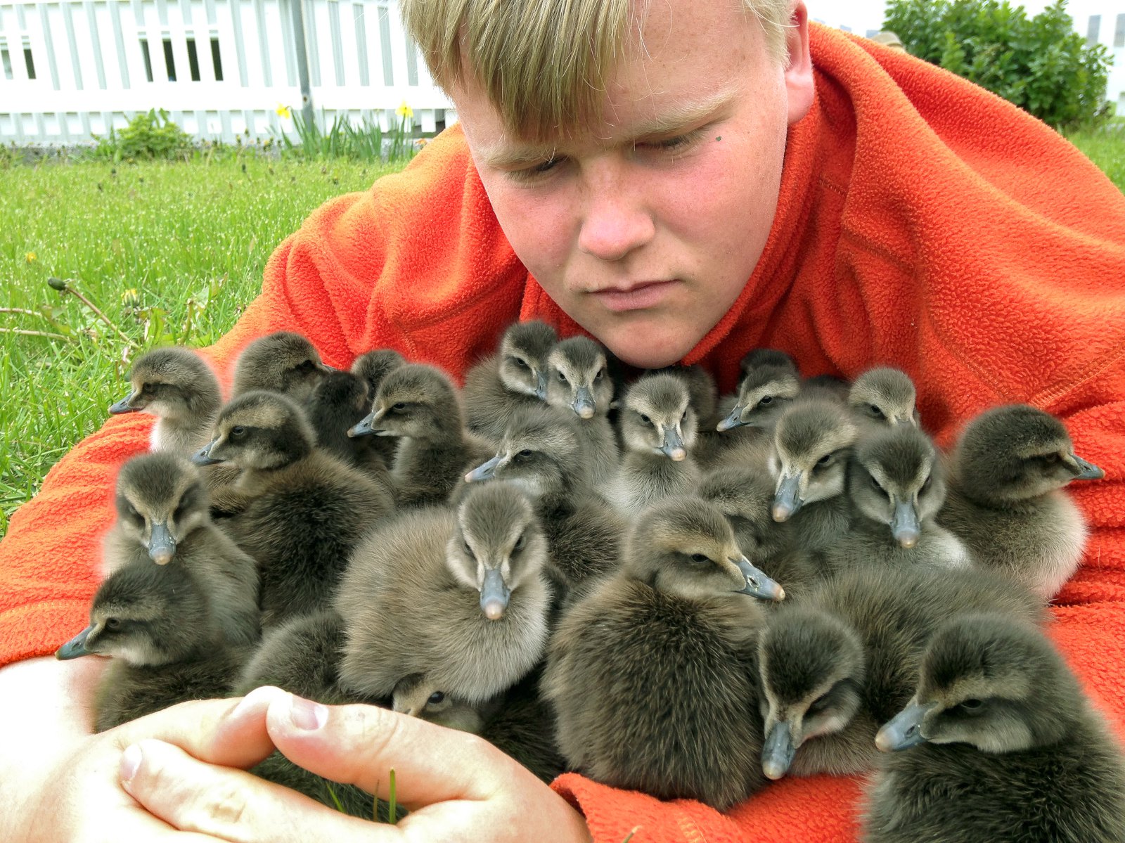 Dúntekja yfir meðallagi