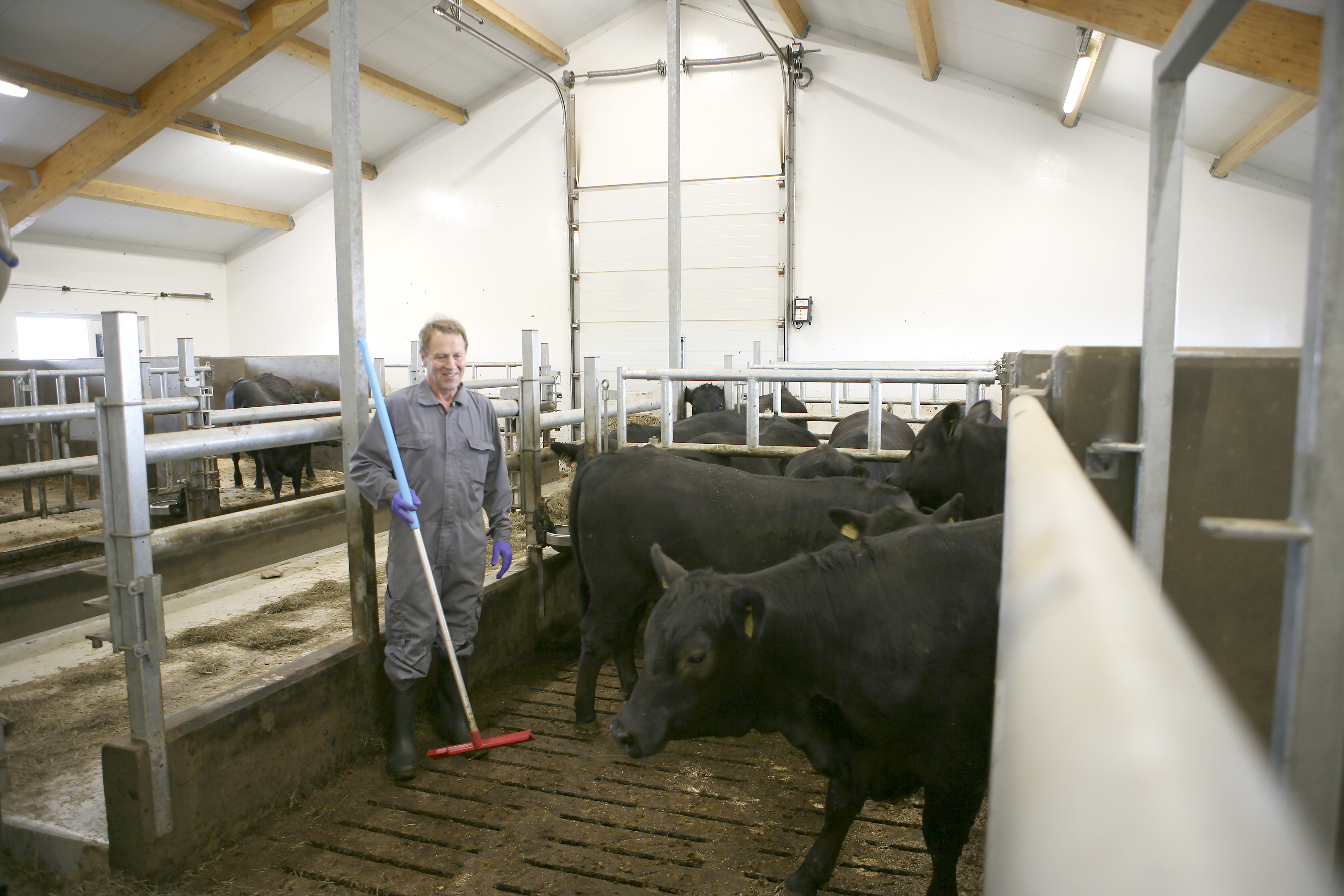 Fyrstu holdanautin á leið til bænda