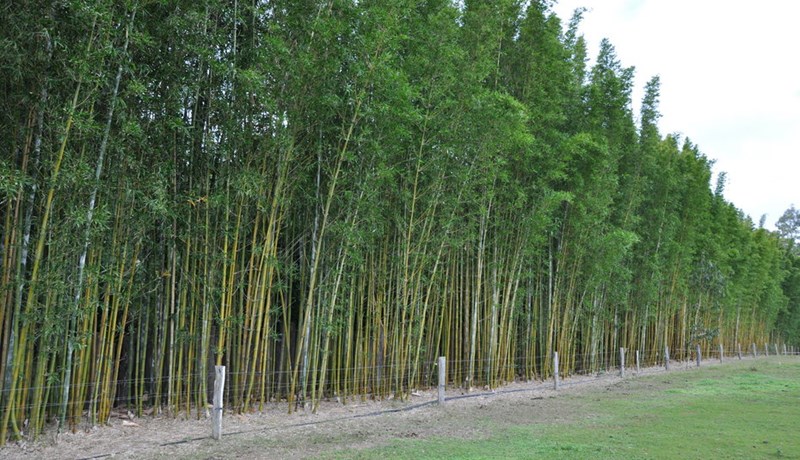 Stærst, mest og minnst í plöntuheimi
