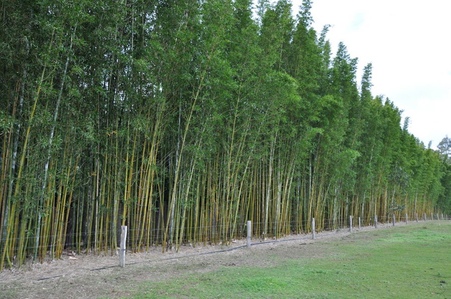 Bambusa oldhamii.