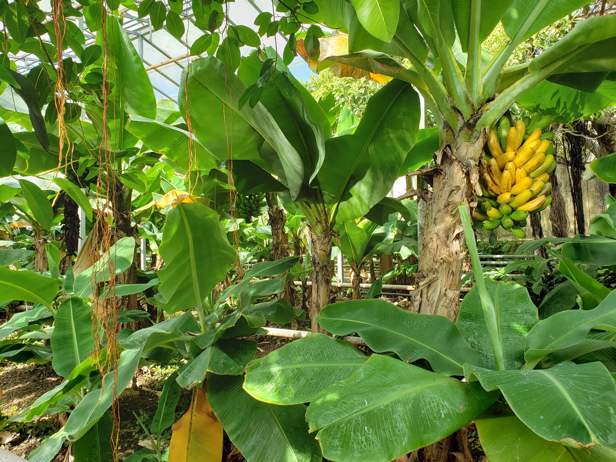 Bananahúsið á Reykjum – ein af furðum Suðurlands  