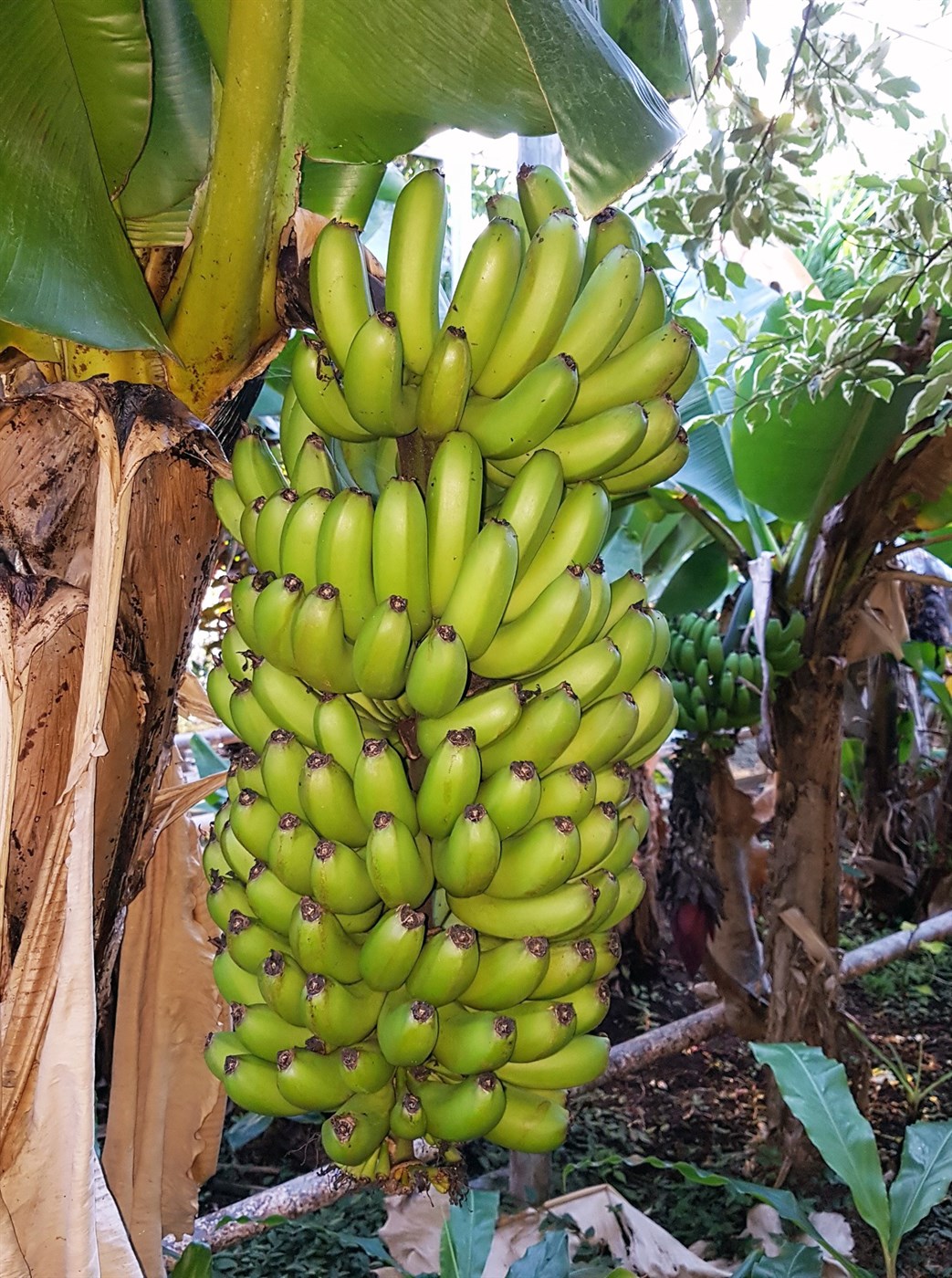 Er hægt að rækta hvað sem er í gróðurhúsum?