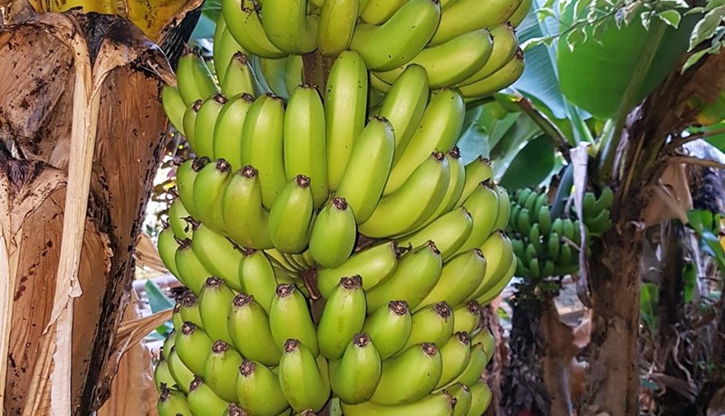 Er hægt að rækta hvað sem er í gróðurhúsum?