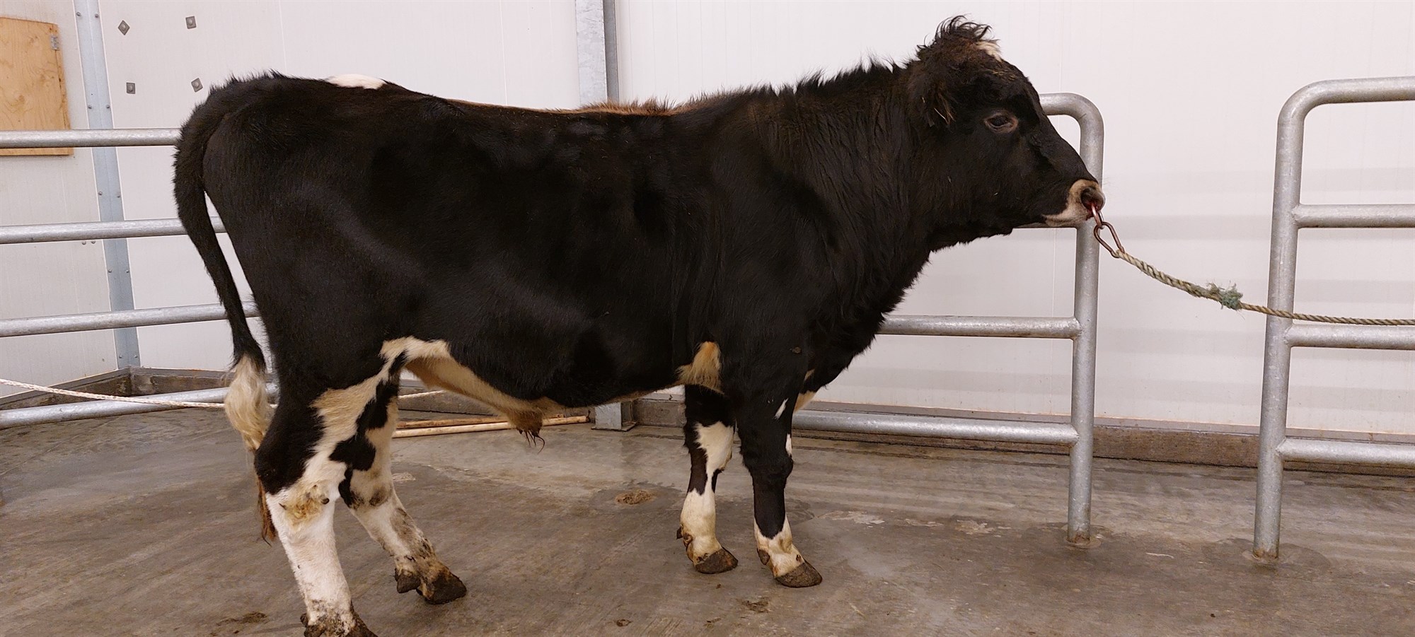 Gjörbylting kynbótakerfisins