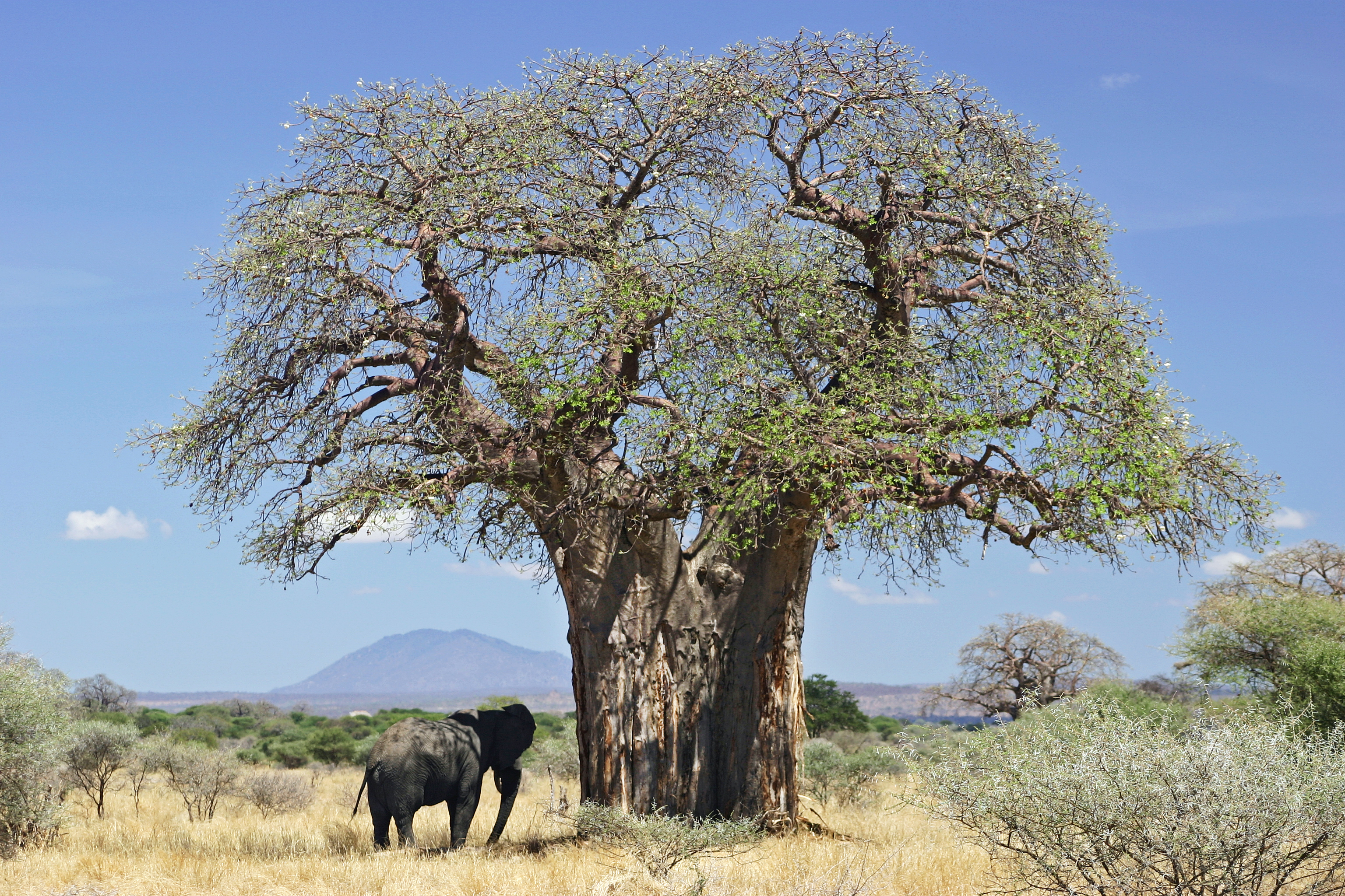 &#222;&#250;sund &#225;ra g&#246;mul baobab &#237; Afr&#237;ku drepast vegna ve&#240;urfarsbreytinga