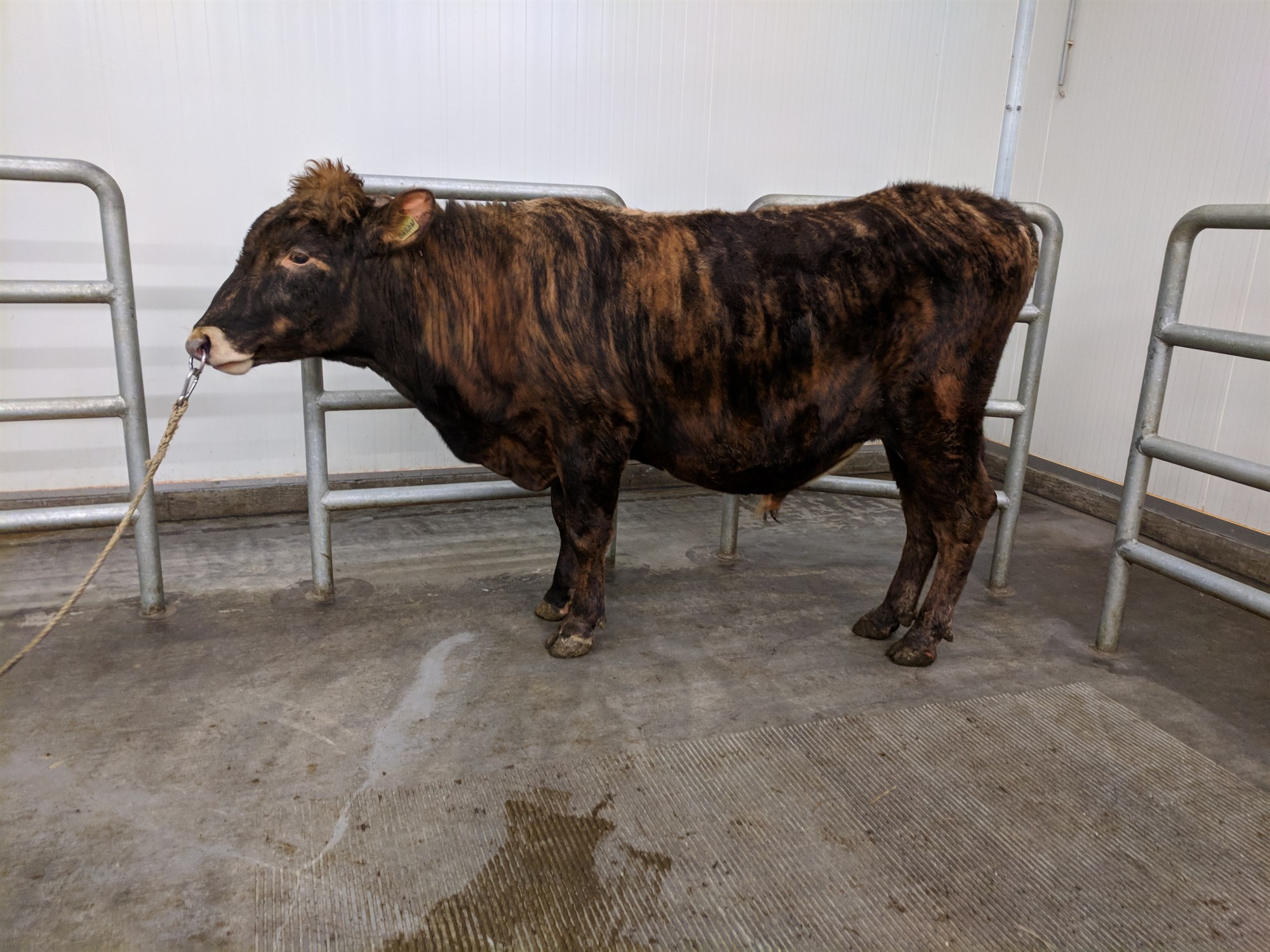 Úrvalsnýting nautanna sem voru fædd 2017