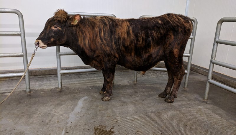 Úrvalsnýting nautanna sem voru fædd 2017