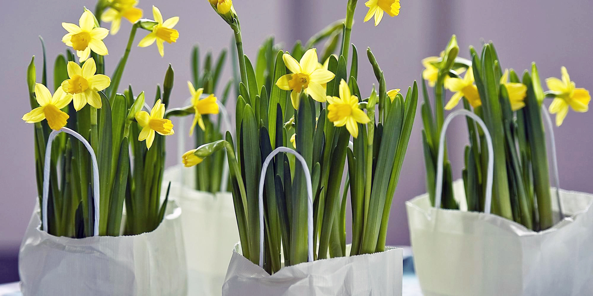 'Tête-à-tête' Febrúarlilja