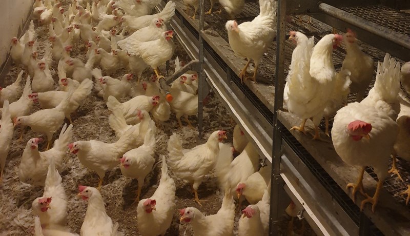 Allar hænur í lausagöngu