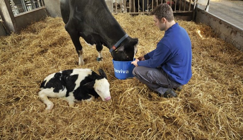 Dulinn doði er algengt vandamál
