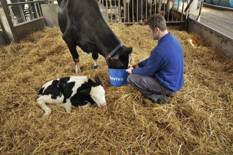 Eftir burð eru kýr yfirleitt mjög þyrstar og þá er upplagt að gefa þeim sérstaka steinefna-, vítamín- og orkublöndu sem hjálpar þeim að komast vel frá burðinum og því efnaójafnvægi sem myndast í kringum breytingaskeiðið.