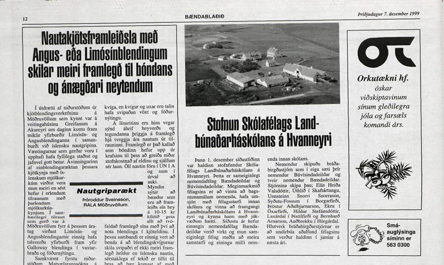 Angus- og Limósínblendingar hafa yfirburði yfir Gallowayblendinga